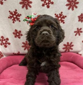 Female Cocker Spaniel   Born: 10/23/24  $1899.99  USDA# 47-B-0126