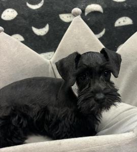 Female Mini Schnauzer Born: 5/26/24 $1999.99 USDA#- 47-B-0126