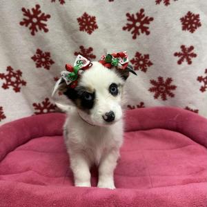 Female Auggie (Australian Shepherd x Corgi)  Born: 10/18/24  $1899.99 USDA# 47-B-0126