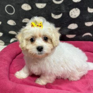 Female Zuchon (Shih Tzu x Bichon) Born: 2/27/25 $1799.99 USDA# 47-B-0126