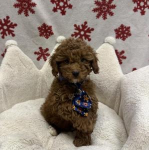 Male Poodle x Maltipoo (Maltese x Poodle)  Born: 10/12/24  $1899.99  USDA# 47-B-0126