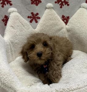 Male Poodle x Maltipoo (Maltese x Poodle)  Born: 10/15/24  $1899.99 USDA# 47-B-0126