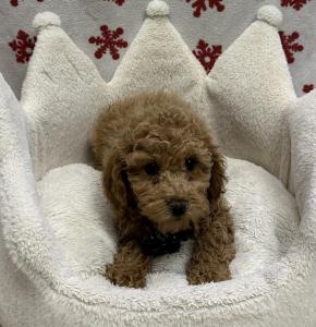 Male Poodle x Maltipoo (Maltese x Poodle)  Born: 10/9/24  $1799.99 USDA# 47-B-0126