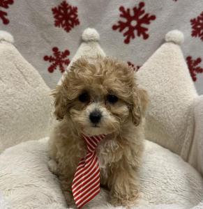 Male Poodle x Maltipoo (Maltese x Poodle)  Born: 10/11/24   USDA# 47-B-0126