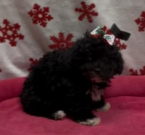 Female Poodle/ Maltipoo (Maltese x Poodle)  Born: 10/9/24   USDA# 47-B-0126