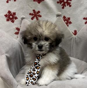 Male Shiranian (Shih Tzu x Pomeranian)  Born: 10/24/24   $1899.99  USDA# 47-B-0126