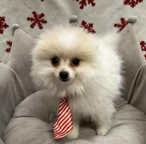 Male Pomeranian  Born: 10/9/24 $2499.99  USDA# 47-B-0126