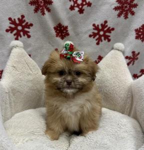 Female Shiranian (Shih Tzu x Pomeranian)  Born: 10/24/24  $1899.99  USDA# 47-B-0126