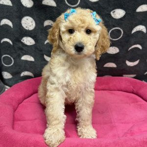 Female Moyen Goldendoodle (F1BB) Born: 3/3/25 $1799.99 USDA# 4A-A-0366
