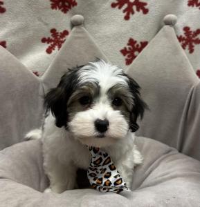 Male Yorkie x Maltipoo (Maltese x Poodle)  Born: 10/26/24  $1799.99 USDA# 47-B-0126