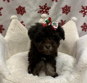 Female Mini Schnauzer   Born: 10/18/24  $1999.99 USDA# 47-B-0126