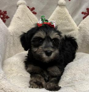 Female Yorkie x Maltipoo (Maltese x Poodle)  Born: 10/26/24  $1799.99 USDA# 47-B-0126 