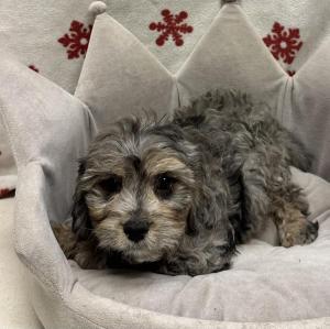 Male Cavapoo (Cavalier x Poodle) Born: 10/19/24  $1899.99 USDA# 47-B-0126