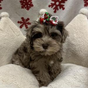 Female Mini Schnauzer  Born: 10/18/24  $2099.99  USDA# 47-B-0126