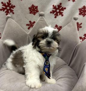 Male Shih Tzu  Born: 10/12/24 $1999.99  USDA# 47-B-0126