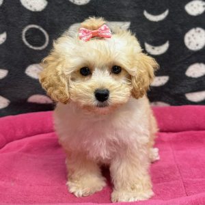 Female Mini Goldendoodle (F1BB) Born: 2/28/25 $1999.99 USDA# 47-B-0126