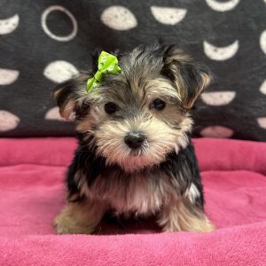 Female Morkie (Maltese x Yorkie) Born: 3/4/25 $2099.99 USDA# 47-B-0126