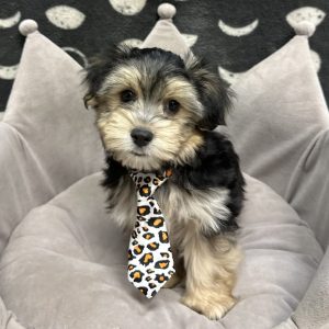 Male Maltese x Silky Terrier Born: 3/3/25 $1699.99 USDA# 47-B-0126