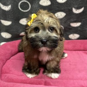 Female Havawheat (Havanese x Wheaton Terrier) Born: 2/21/25 $1999.99 USDA# 47-B-0126