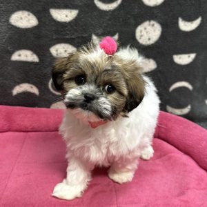Female Havashu (Havanese x Shih Tzu) Born: 3/9/25 $1799.99 USDA# 47-B-0126 