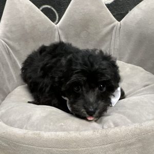 Male Mini Aussiepoo (Australian Shepherd x Poodle) Born: 2/25/25 $1699.99 USDA# 47-B-0126