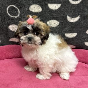 Female Malshi (Maltese x Shih Tzu) Born: 3/5/25 $1799.99 USDA# 47-B-0126