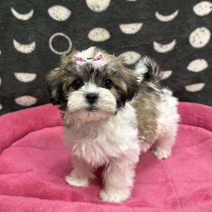Female Shichon (Shih Tzu x Bichon) Born: 3/5/25 $1999.99 USDA# 85-A0077