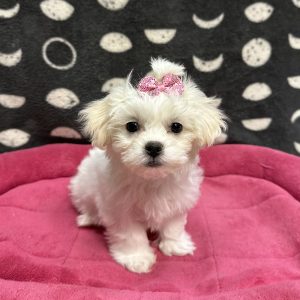 Female Shichon (Shih Tzu x Bichon) Born: 3/5/25 $1899.99 USDA# 85-A0077