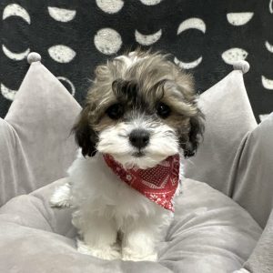 Male Shichon (Shih Tzu x Bichon) Born: 3/5/25 $1899.99 USDA# 85-A0077