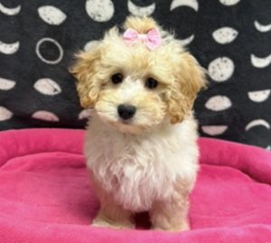 Female Mini F1BB Goldendoodle Born: 2/28/25 $1999.99 USDA# 47-B-0126