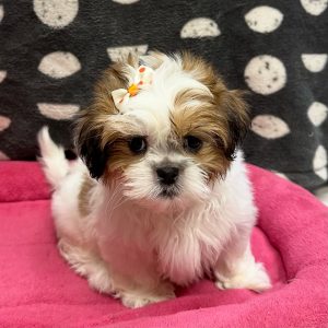 Female Shih Tzu Born: 2/10/25 SALE! Originally: $1899.99 Now: $1799.99! USDA# 47-B-0126
