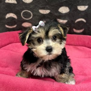 Female Morkie (Maltese x Yorkie) Born: 2/13/25 SALE! Originally: $1999.99 Now: $1899.99! USDA# 47-B-0126