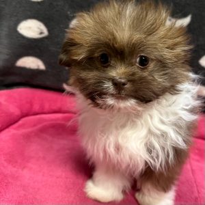 Female Shiranian (Shih Tzu x Pomeranian) Born: 2/18/25 $1899.99 USDA# 47-B-0126