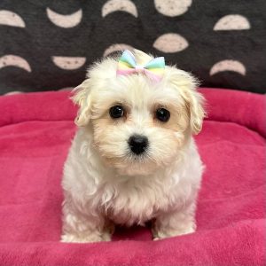 Female Havapoo (Havanese x Poodle) Born: 2/13/25 $1999.99 USDA# 47-B-0126