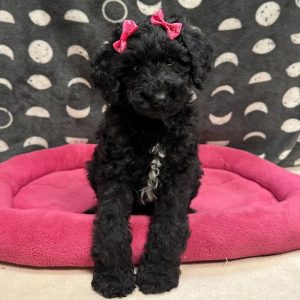 Male Pomeranian Born: 2/28/23 $2499.99 USDA#- 48-A-0366