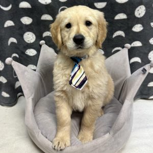 Male Golden Retriever Born: 3/14/25 $2299.99 USDA# 47-B-0126