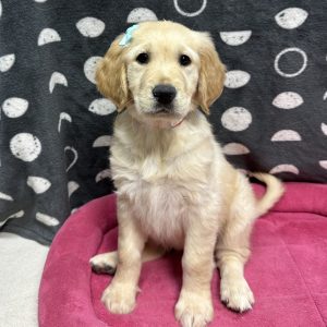 Female Golden Retriever Born: 3/14/25 $2299.99 USDA# 47-B-0126