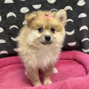 Female Pomsky (Pomeranian x Pomsky) Born: 3/11/25 $1799.99 USDA# 47-B-0126
