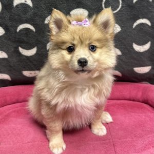 Female Pomsky (Pomeranian x Pomsky) Born: 3/11/25 $1899.99 USDA# 47-B-0126