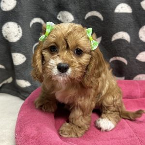 Female Cavapoo (Cavalier x Poodle) Born: 3/13/25 $2099.99 USDA# 47-B-0126