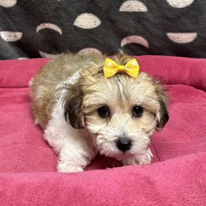 Female Yo-chon (Yorkie x Bichon) Born: 3/14/25 $1799.99 USDA# 47-B-0126