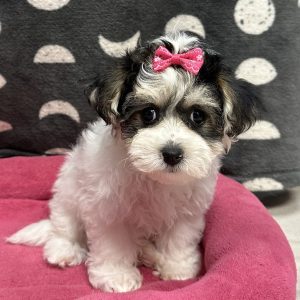 Female Yo-chon (Yorkie x Bichon) Born: 3/14/25 $1899.99 USDA# 47-B-0126