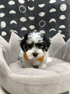 Male Yo-chon (Yorkie x Bichon) Born: 3/14/25 $1699.99 USDA# 47-B-0126