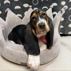 Male Basset Hound Born: 3/12/25 $1799.99 USDA# 47-B-0117