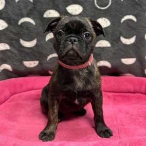 Female Bugg (Boston Terrier x Pug) Born: 3/10/25 $1899.99 USDA# 47-B-0117
