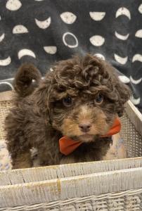 Male Mini Poodle/Bernadoodle Born: 3/16/23 $2699.99 USDA#- 47-B-0126
