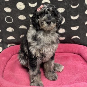 Female Goldendoodle (Golden Ret. x Standard Poodle) Born: 3/7/25 $1899.99 USDA# 48-A-0366