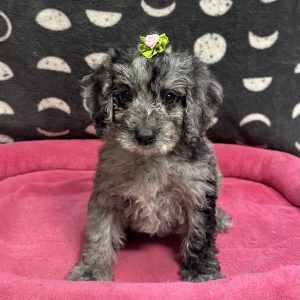 Female Goldendoodle (Golden Ret. x Standard Poodle) Born: 3/7/25 $1899.99 USDA# 48-A-0366