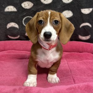 Female Dachshund Born: 3/14/25 $2499.99 USDA# 47-B-0126