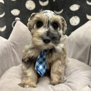 Male Mini Schnauzer Born: 3/16/25 $1999.99 USDA# 47-B-0126